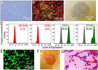 The Vasoreparative Potential of Endothelial Colony Forming Cells: A Journey Through Pre-clinical Studies